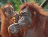 Monkeys - Orangutan mother and baby 4