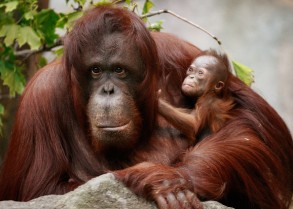 Monkeys - Orangutan mother and baby 5