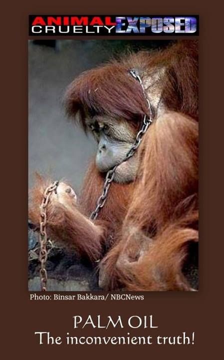 Monkeys - Orangutans 02