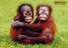 Monkeys - Orangutans babies 2