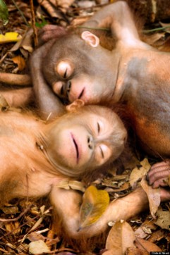 Adorable Rescued Orangutans