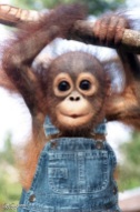 Monkeys - Orangutans baby dungarees