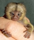 Monkeys - Small 15