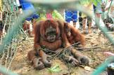 Orangutans 01