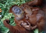 Orangutans 02
