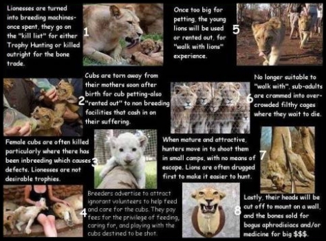 canned-hunting-lions-life-cycle