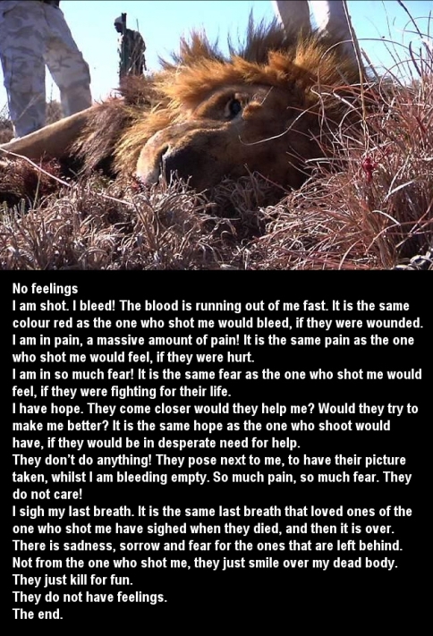 Lion killed
