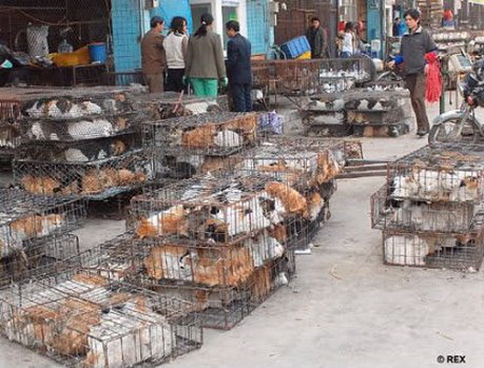 Dog meat trade new 001