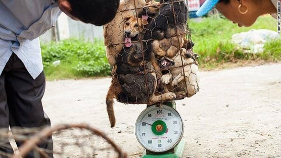 Dog meat trade new 002