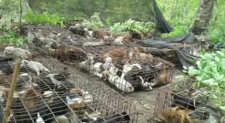 Dog meat trade new 4