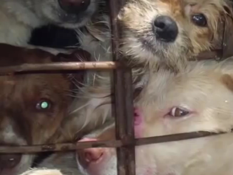 Dog meat trade new 5