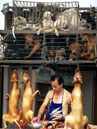 Dogs - Meat and skin trade markets 13