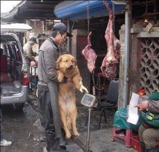 Dogs - Meat and skin trade markets 15