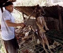 Dogs - Meat and skin trade markets 16