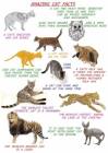 Cats - Amazing facts