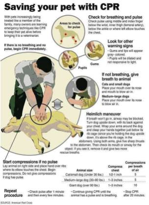 Cats and dogs - Medical CPR saving your pet with