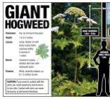 Cats and dogs - Medical toxic giant hogweed