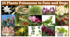 Cats and dogs - Miedical toxic plants