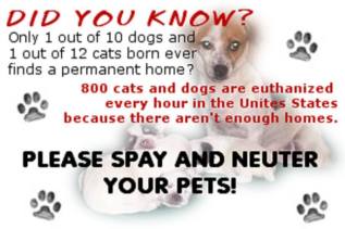 Cats and dogs - Spay and neuter only 1 out of 10 find a home