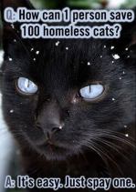 Cats and dogs - Spay and neuter pets black cat pho