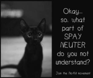 Cats and dogs - Spay and neuter pets cat black do not understand