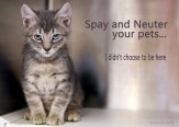 Cats and dogs - Spay and neuter pets cat tabby kit