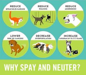 Cats and dogs - Spay and neuter why