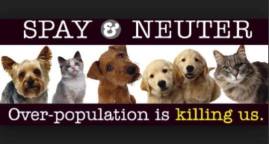 Cats and dogs - Spay and neuter
