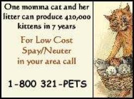 Cats and dogs - Spay low cost