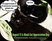 Cats - Black appreciation day Aug 17
