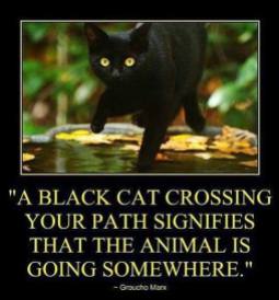 Cats - Black crossing path signifies animal is going somewhere
