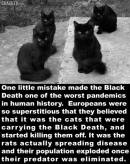 Cats - Black mistake