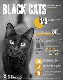 Cats - Black poster