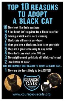 Cats - Black reasons to adopt 01