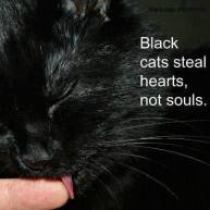 Cats - Black steal hearts not souls