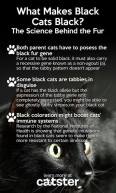 Cats - Black what makes cats black