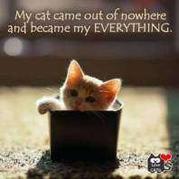 Cats - Came out of nowhere but became my everything