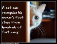 Cats - Can recognize owner's footsteps