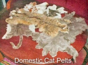 Cats - Domestic pelts dealing in the USA, esp. Wisconsin where there are special markets