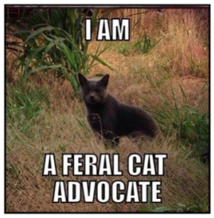 Cats - Feral cat advocate