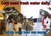 Cats - Food water need fresh daily