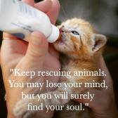 Cats - Kitten feed rescuing