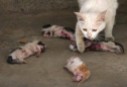 Cats - Kittens murdered