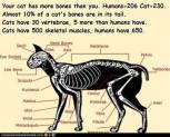 Cats - Medical bones number