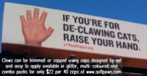 Cats - Medical declawing blood
