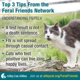 Cats - Medical FIV pic info short