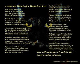 Cats - Poem from a homeless cat