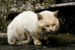 Cats - Street cat
