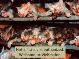 Cats - Vivisection