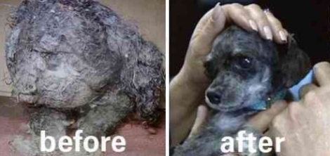 Dogs - Before and after